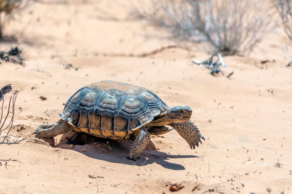 Close-up of desert tortoise in Nevada desert.